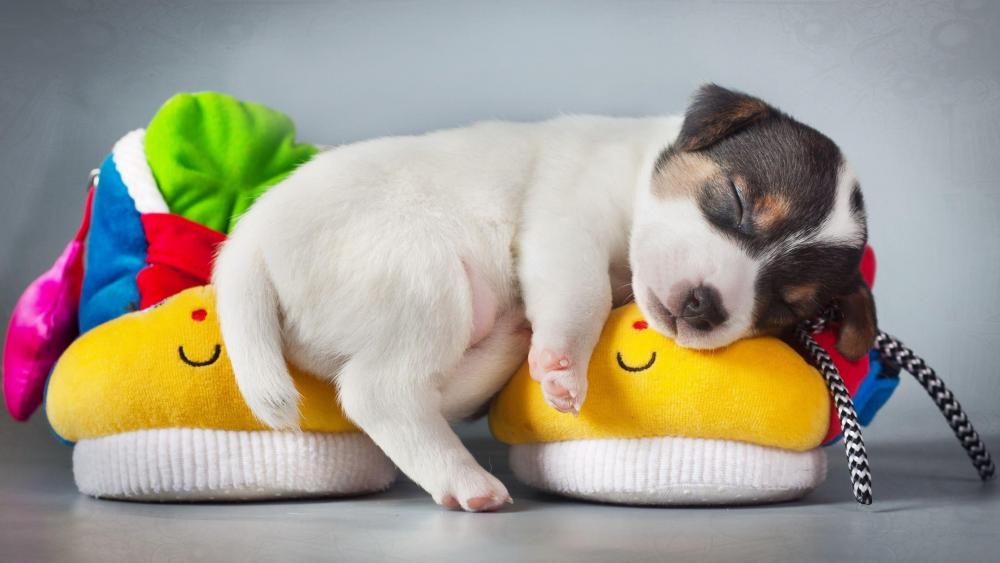 Sleeping Jack Russell Terrier puppy wallpaper