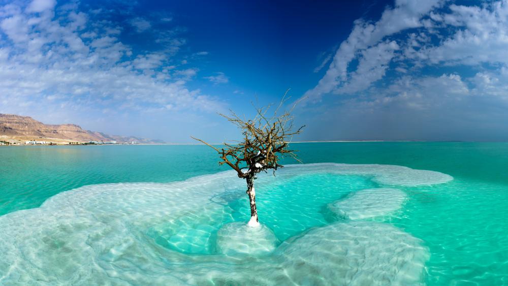 Dead Sea lone tree wallpaper