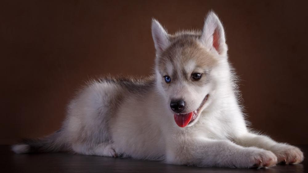 Siberian husky puppy wallpaper