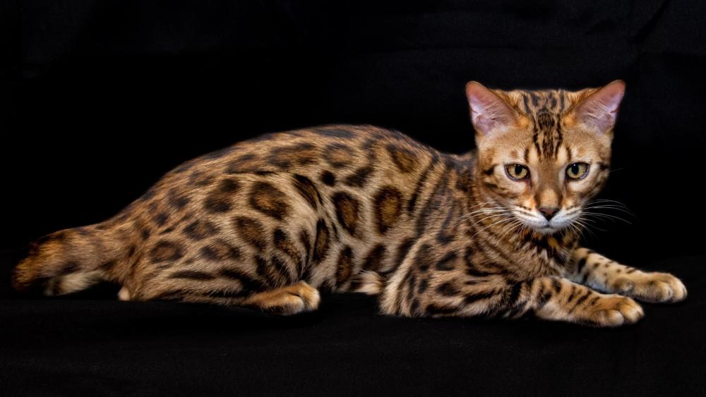 Wallpaper from animals category