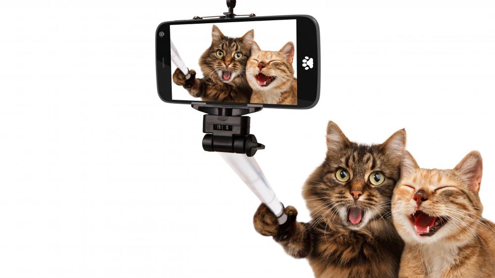 Cat selfie wallpaper
