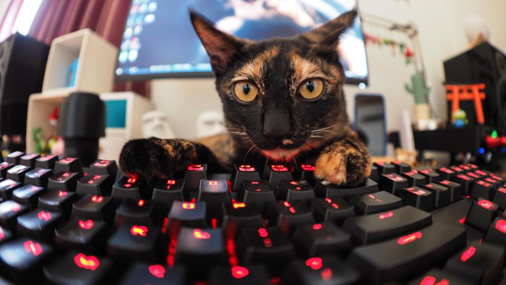 Curious Cat Takes Over Keyboard wallpaper