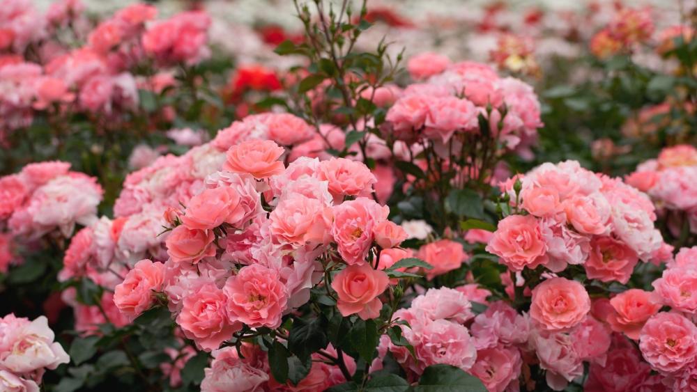 Wallpaper from flowers category