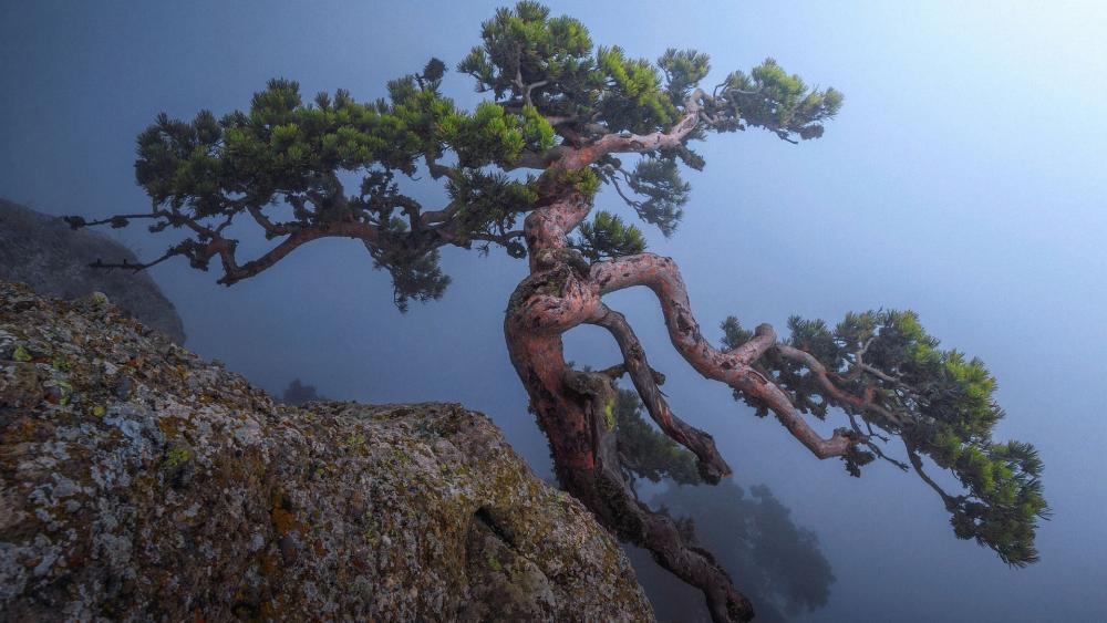 Lonely Crimean pine on Mount Demerdzhi wallpaper