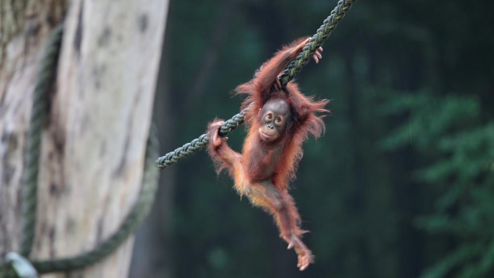 Baby Orangutan wallpaper