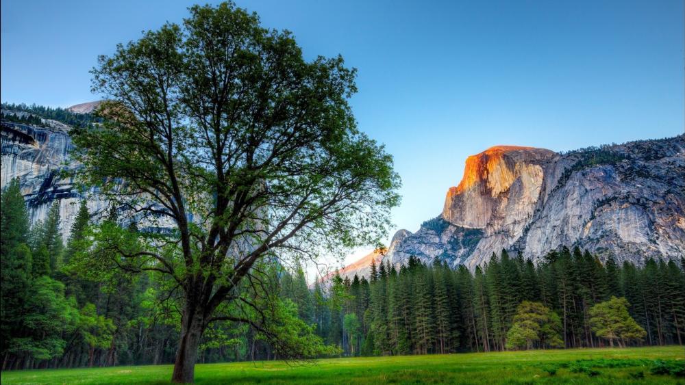 Half Dome wallpaper