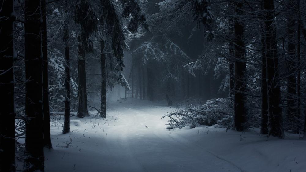 Snowy thick forest wallpaper
