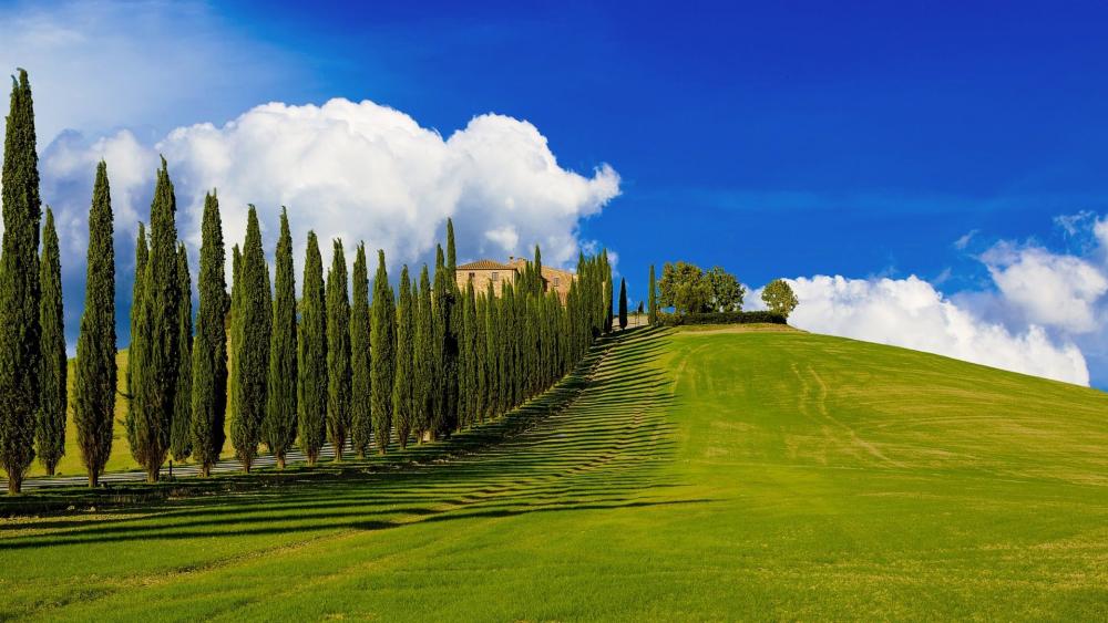 Cypress tree lane in Val d’Orcia wallpaper