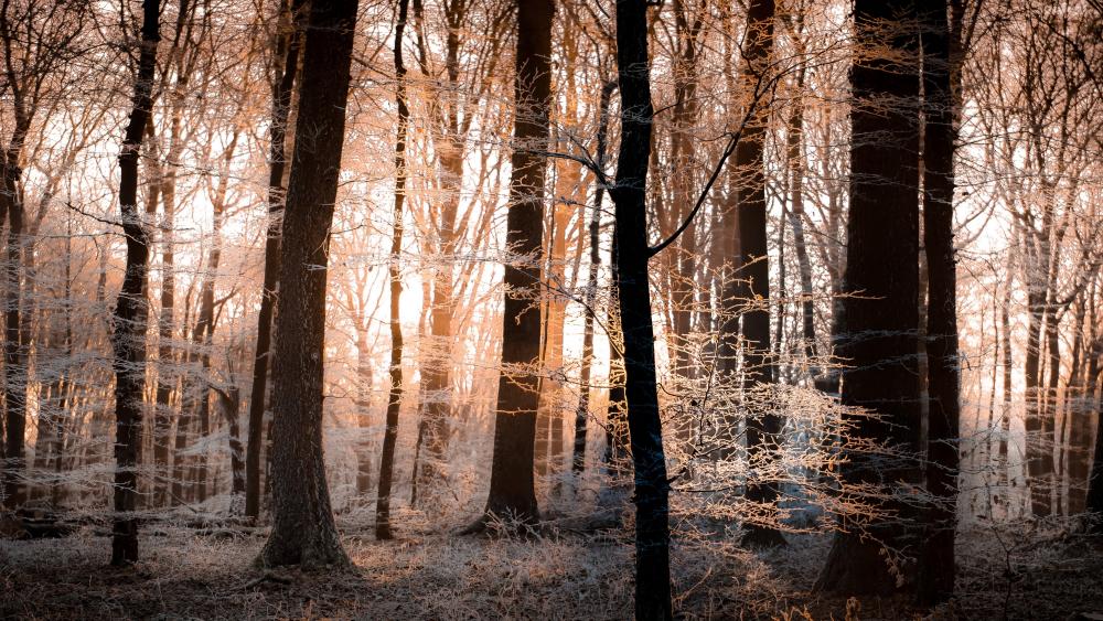 Wallpaper from nature category