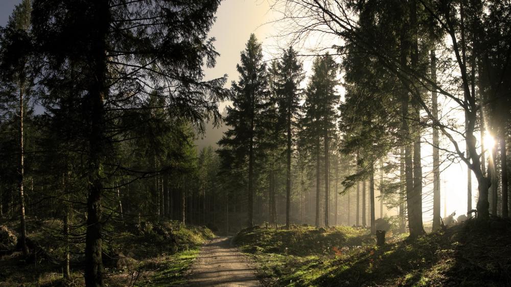Wallpaper from nature category