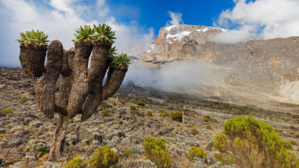 Mount Kilimanjaro wallpaper