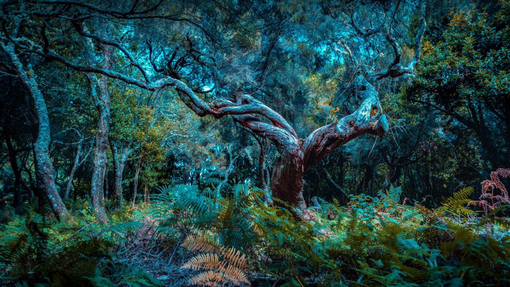 Wallpaper from nature category