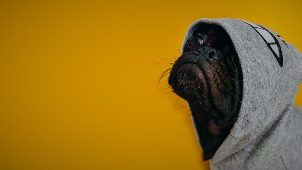 French Bulldog in hoodie wallpaper