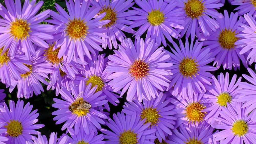 European Michaelmas daisy - backiee