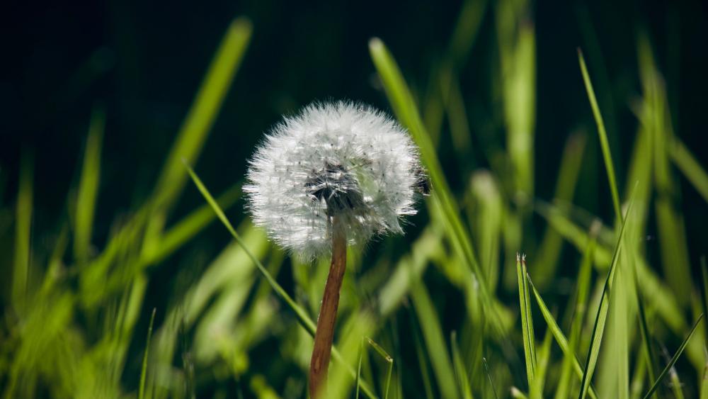 Dandelion in grass wallpaper