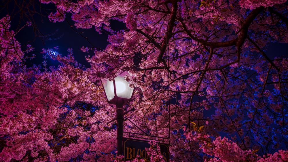 Sakura blossom in the street light wallpaper