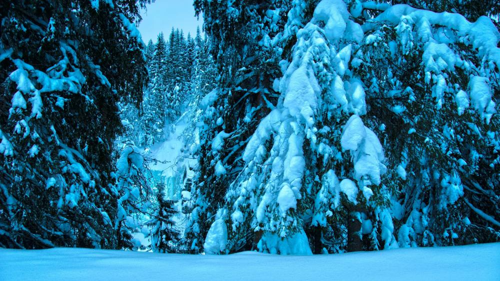 Winter Wonderland Forest Escape wallpaper