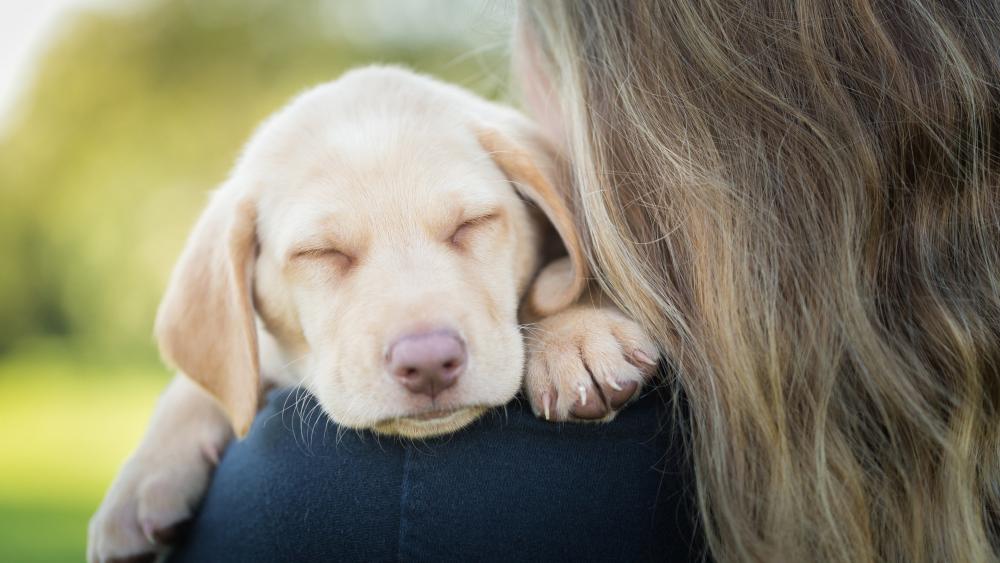 Labrador Retriever puppy sleeping on shoulder wallpaper