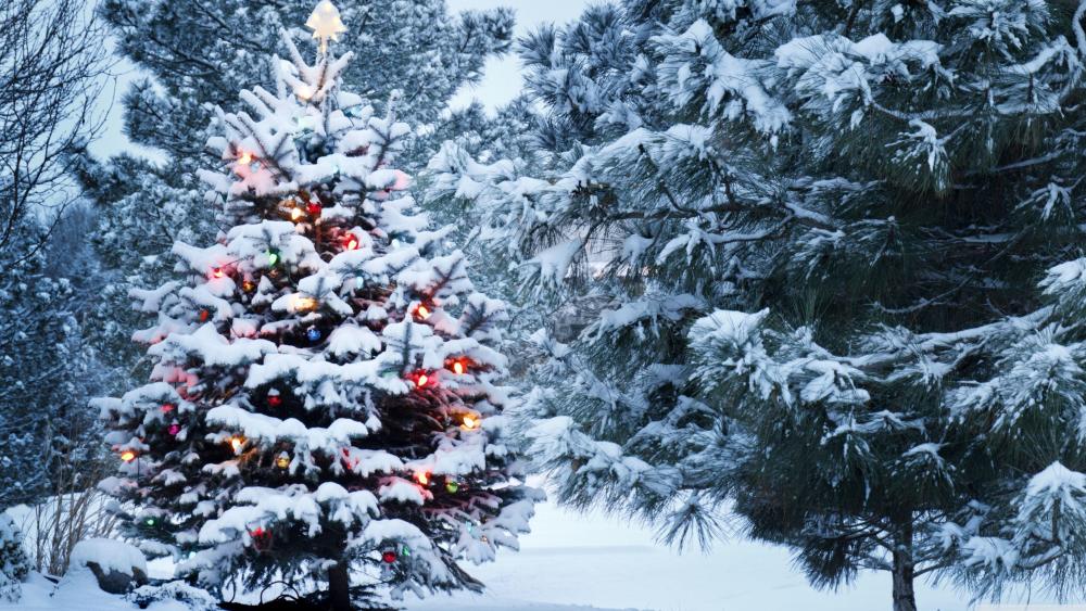 Snowy Christmas Tree wallpaper