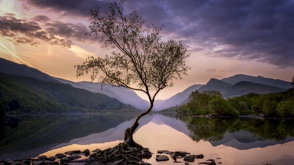 Lone Tree Amidst Snowdonia's Serenity wallpaper
