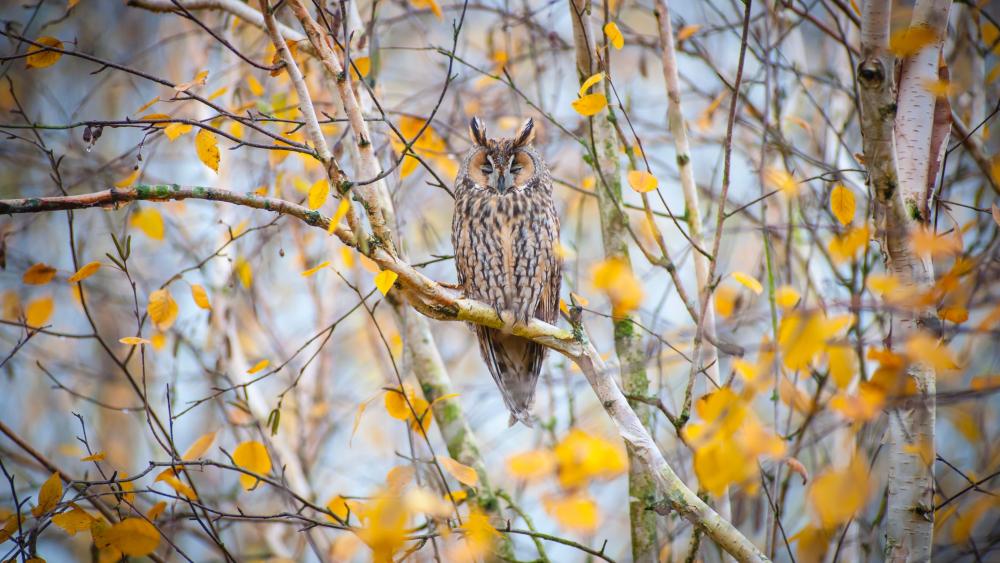 Autumn Owl Perch in Golden Hues wallpaper