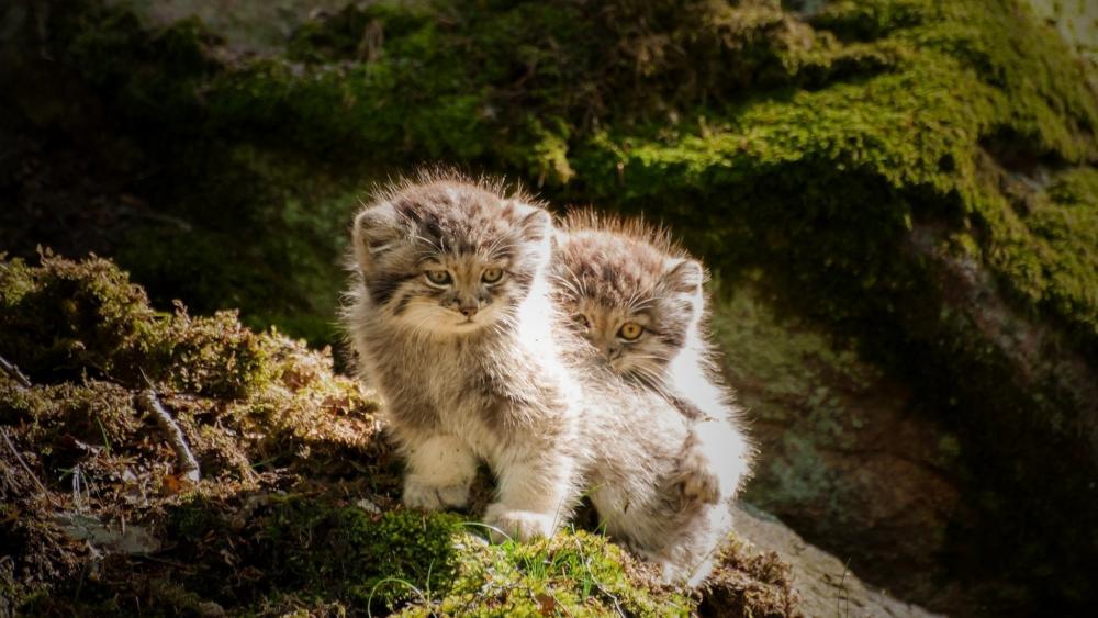 Pallas's Kittens in Natural Habitat wallpaper