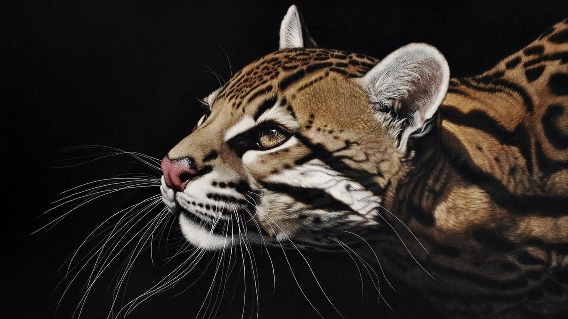 Ocelot - backiee