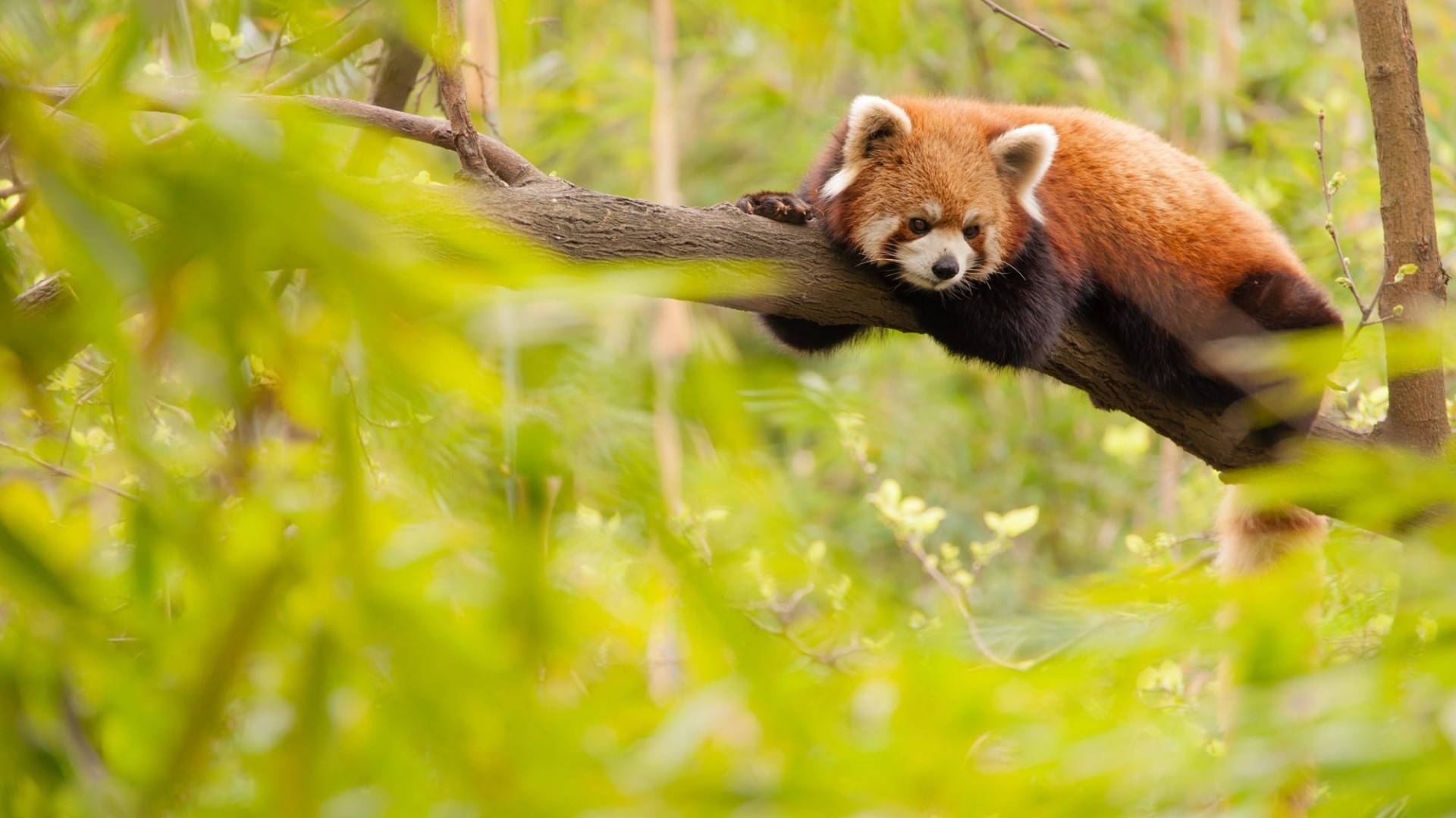 Red Panda wallpaper - backiee