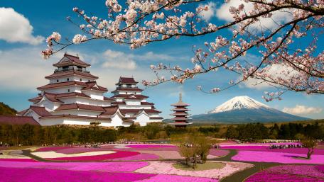 Spring Blossoms at Tsuruga Castle wallpaper