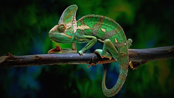 Chameleon HD wallpaper