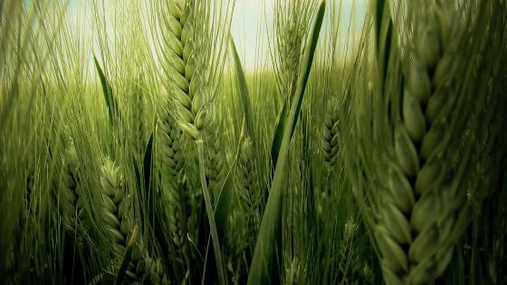 Razza | nature-landscape-nature-landscape-hd-image-download-wheat-farm-hd- wallpaper-notebook-background-wheat-farmers-wheat-farming-process-wheat -farming-in-kenya