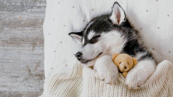 cute fluffy husky puppies wallpaper