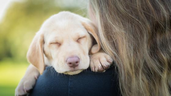 Adult chocolate Labrador retriever, Labrador Retriever, dog, animals,  sunlight HD wallpaper | Wallpaper Flare