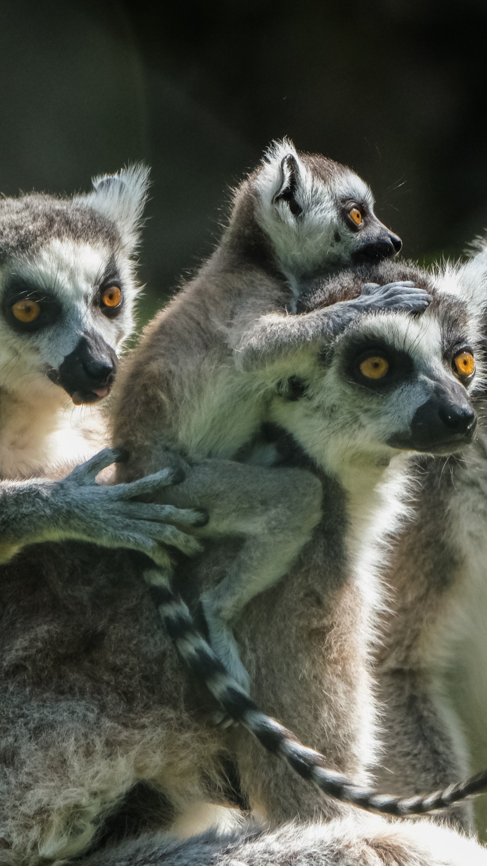 Ring-tailed lemur family wallpaper - backiee