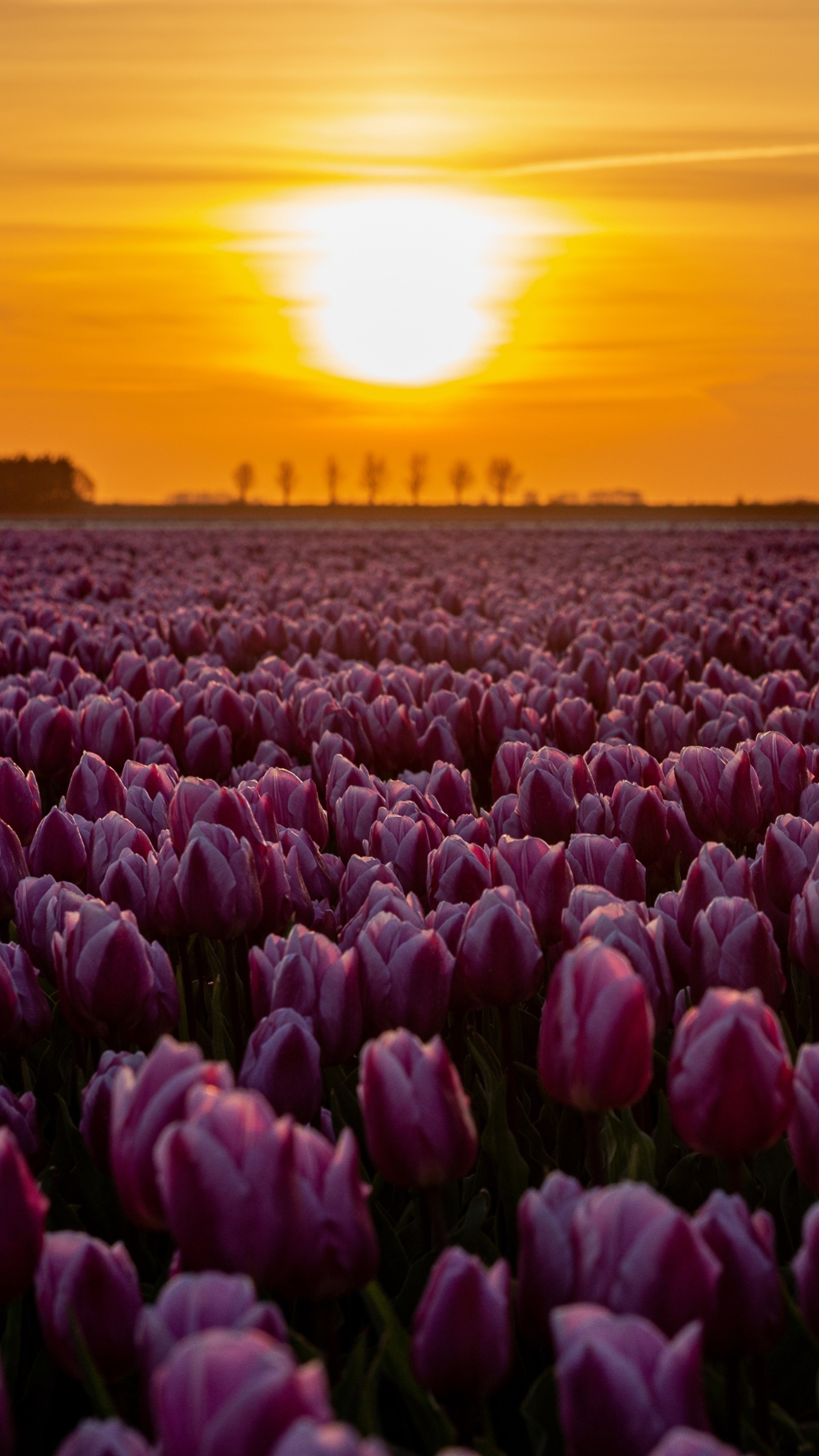 Noordoostpolder tulip farm - backiee