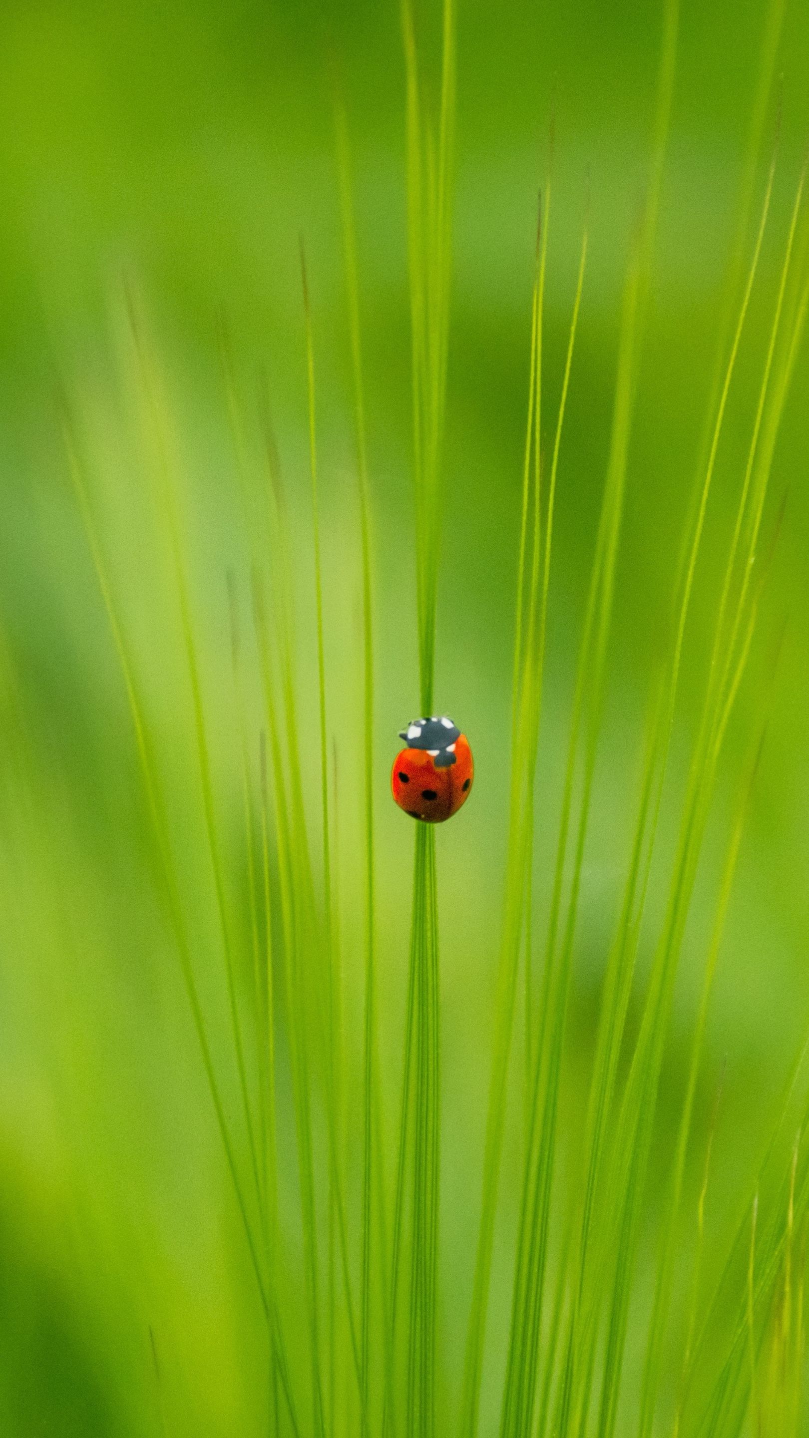 Ladybug wallpaper - backiee