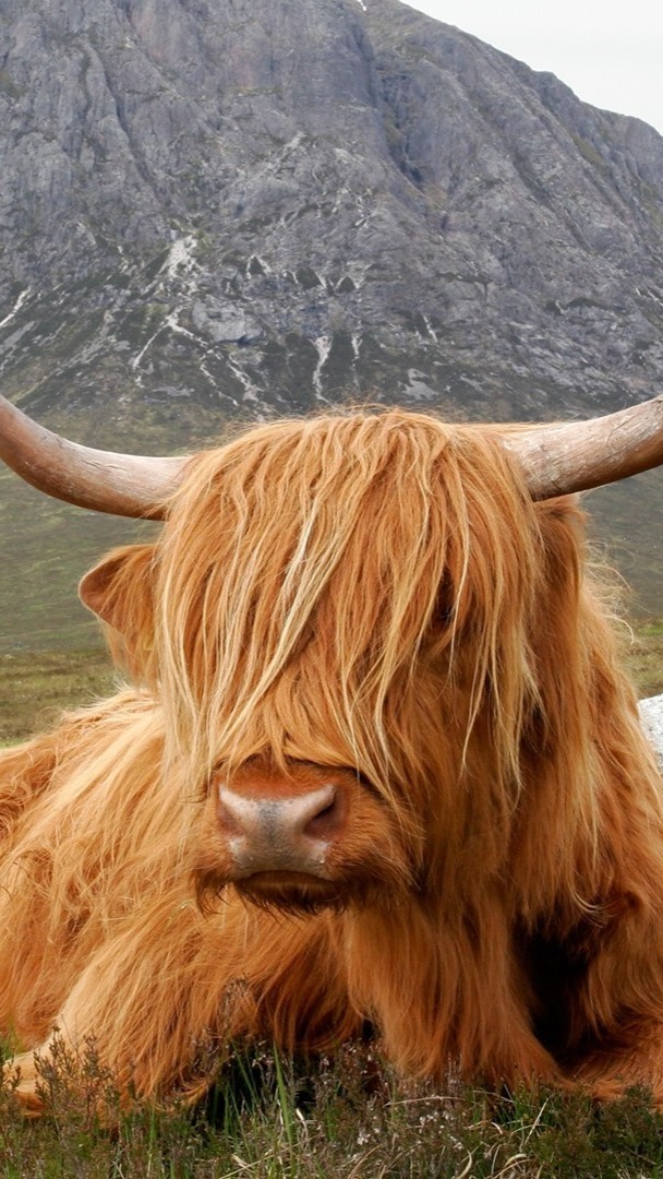 Highland cow - backiee